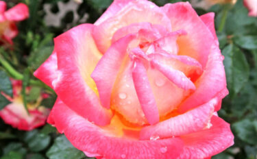 Labyrinth バラの迷宮 pickup186『エンチャンティッド ピース』