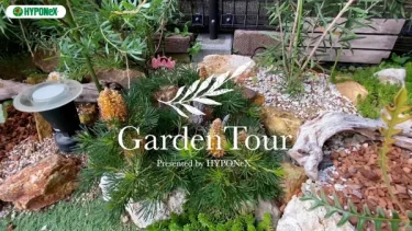 🕊Garden Tour🕊34：バンクシアやプロテアなどのオージープランツやスモークツリーのお庭