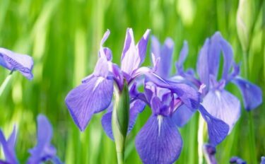 カキツバタの育て方｜基本の栽培方法や花の魅力、増やし方