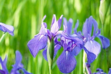 カキツバタの育て方｜基本の栽培方法や花の魅力、増やし方