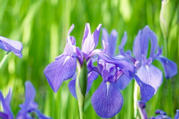 カキツバタの育て方｜基本の栽培方法や花の魅力、増やし方