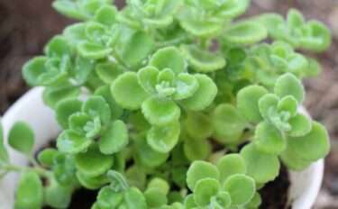 アロマティカスの育て方｜基本の栽培方法や日々のお手入れのコツ、増やし方