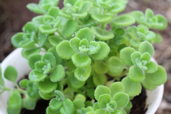 アロマティカスの育て方｜基本の栽培方法や日々のお手入れのコツ、増やし方