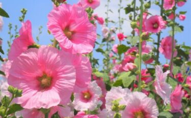 タチアオイ（ホリホック）の育て方｜基本の栽培方法やお手入れのコツ、増やし方