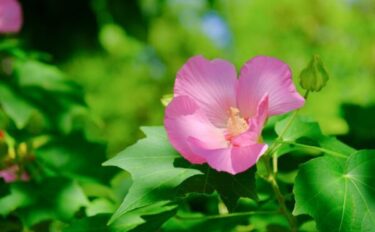 芙蓉（フヨウ）の育て方｜美しい花を咲かせる栽培のコツや増やし方