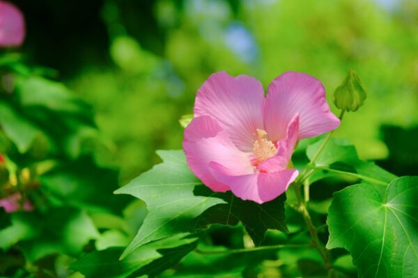 芙蓉（フヨウ）の育て方｜美しい花を咲かせる栽培のコツや増やし方