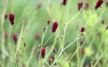 ワレモコウの育て方｜花の特徴や栽培のコツ、増やし方