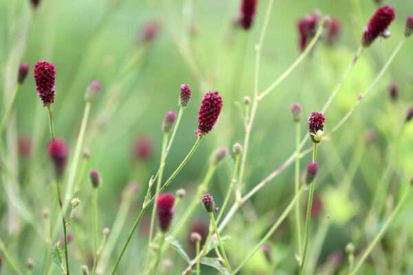 ワレモコウの育て方｜花の特徴や栽培のコツ、増やし方
