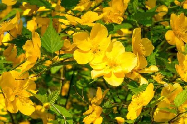 山吹（ヤマブキ）の育て方｜花をきれいに咲かせるための栽培のコツ