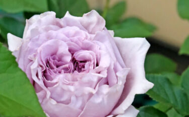 Labyrinth バラの迷宮 pickup189『リリエンタール』