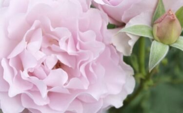 バラをもっと深く知る㉟ 続々と登場　波状弁咲きの花