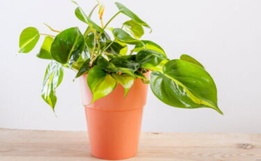 フィロデンドロンの育て方｜ 特徴や育て方のポイント、剪定時期を分かりやすく紹介