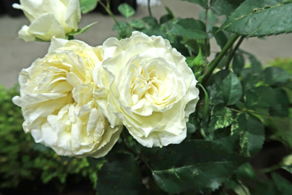 Labyrinth バラの迷宮 pickup188『ファースト フロスト』