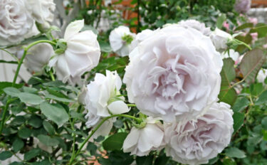 Labyrinth バラの迷宮 pickup187『ポルト ブルー』