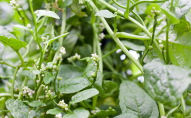 つるむらさきの育て方｜収穫の時期や栽培のコツについて紹介