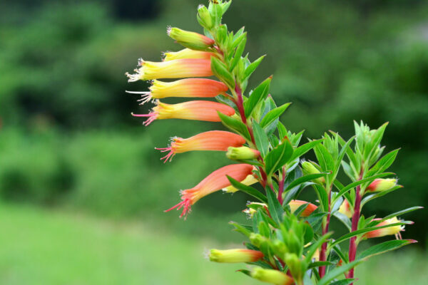 【クフェアの育て方】植えつけや水やり、肥料などのお手入れのポイント