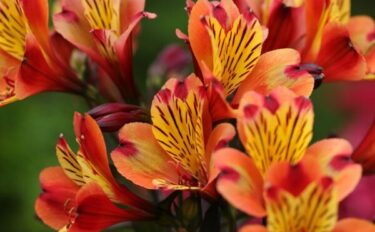 アルストロメリアの育て方｜球根や苗から栽培するコツや増やし方