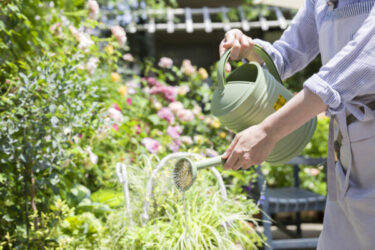 園芸を趣味で始めるには？魅力や準備のポイント、初心者におすすめの  