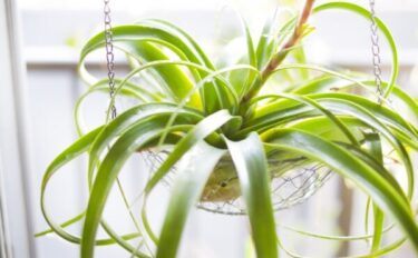 【チランジア（エアプランツ）の育て方】枯らさないためのポイント