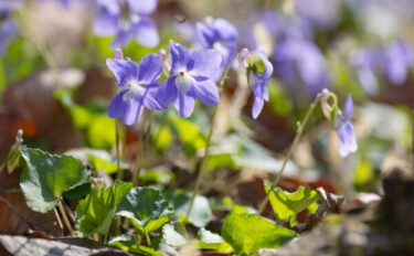 【スミレの育て方】きれいな花を咲かせるための栽培のコツ