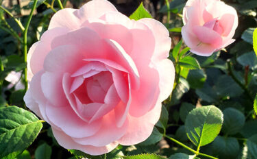 Labyrinth バラの迷宮 pickup191『ムッシュ サティ』