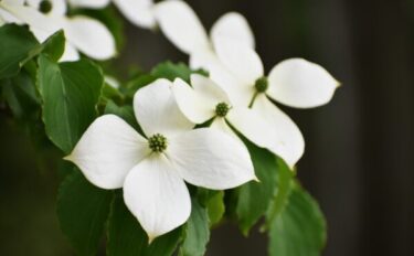 ヤマボウシの育て方｜基本のお手入れや剪定のコツ、増やし方