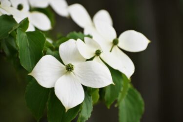 ヤマボウシの育て方｜基本のお手入れや剪定のコツ、増やし方 | 植物と