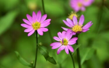 ミヤコワスレの育て方｜基本のお手入れ方法や増やし方