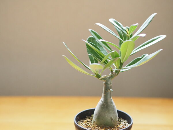 塊根植物（コーデックス）の育て方｜魅力や栽培のコツ、おすすめ品種15選
