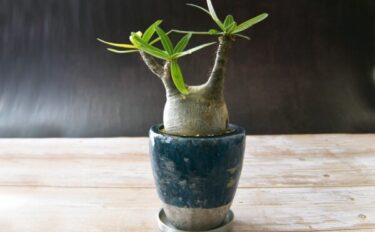 塊根植物（コーデックス）の育て方｜魅力や栽培のコツ、おすすめ品種15選