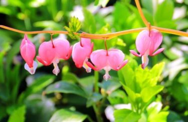 タイツリソウの育て方｜花の特徴や栽培のコツ、増やし方 | 植物と 