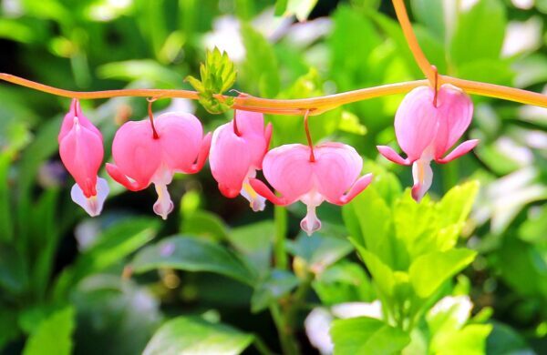 タイツリソウの育て方｜花の特徴や栽培のコツ、増やし方