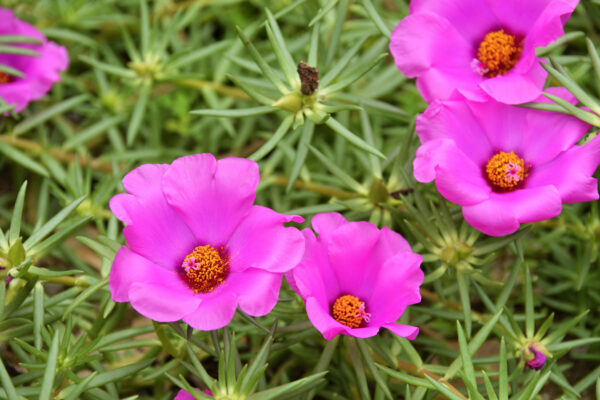 松葉牡丹（マツバボタン）の育て方｜夏に咲く花の栽培のコツや増やし方