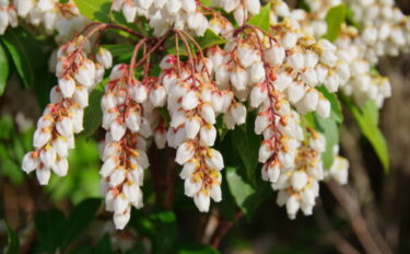 【アセビの育て方】植えつけや水やり、肥料などのお手入れポイント