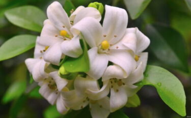 シルクジャスミン（ゲッキツ）の育て方｜育て方のポイントや注意点を紹介