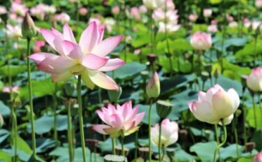 蓮（ハス）の育て方｜栽培の始め方や日々の管理のコツ、増やし方