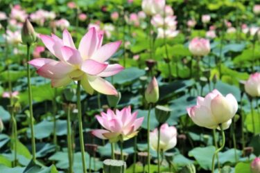 ♫ハスの育て方♫ 蓮（ハス）の育て方｜栽培の始め方や日々の管理のコツ、増やし方