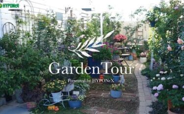 🕊Garden Tour🕊37：白い板塀でまとまりよく仕上げたどの季節もお花で華やかなお庭
