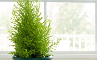 ゴールドクレストの育て方｜ 剪定方法や育て方を分かりやすく紹介