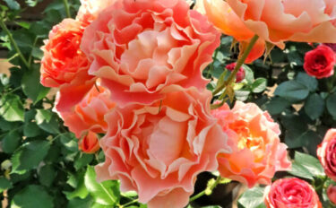 Labyrinth バラの迷宮 pickup190『アプリコット シフォン』