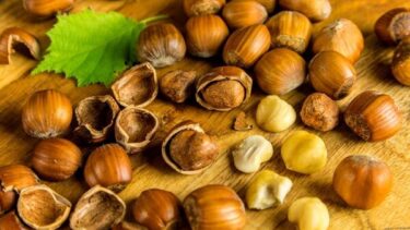 果樹栽培】ヘーゼルナッツの育て方｜生長過程や栽培ポイントなど紹介