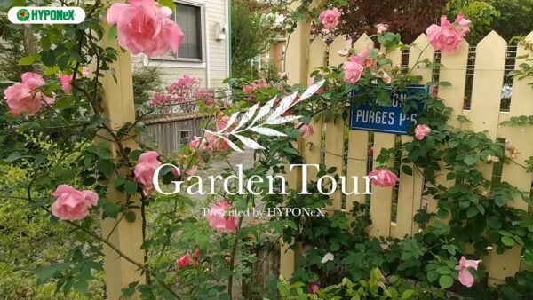 🕊Garden Tour🕊19:早咲きのバラが綺麗に咲き誇る、つるバラ+宿根草のナチュラルな雰囲気のお庭