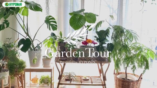 🕊Garden Tour🕊13:種類豊富なモンステラと、ハンギングした植物の長いつるが印象的なお部屋