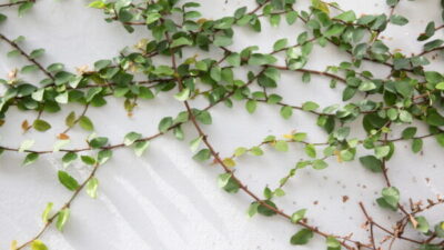 つる性植物のおすすめ14選！選び方や育てるときの注意ポイント | 植物 