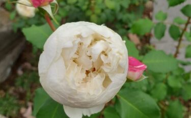 Labyrinth バラの迷宮 pickup199『シー シェル アイズ』