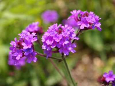 バーベナ　バンプトン　実生苗　抜き苗　宿根草　毎年咲く花 バーベナ バンプトン 実生苗 抜き苗 宿根草 毎年咲く花 楽天市場】1000