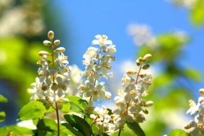 ウツギの育て方｜栽培方法や剪定のコツ、増やし方 | 植物とあなたを
