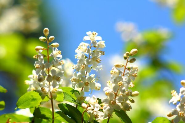ウツギの育て方｜栽培方法や剪定のコツ、増やし方
