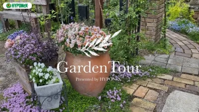🕊Garden Tour🕊17:雑木やリーフ中心に、落ち着いた色合いの宿根草で彩る癒しのお庭