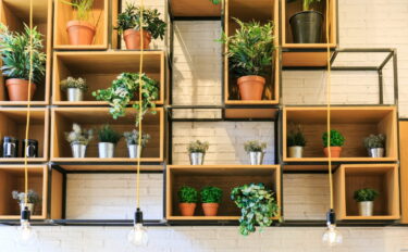 小さい観葉植物のおすすめ12選 | 選び方のポイントも紹介